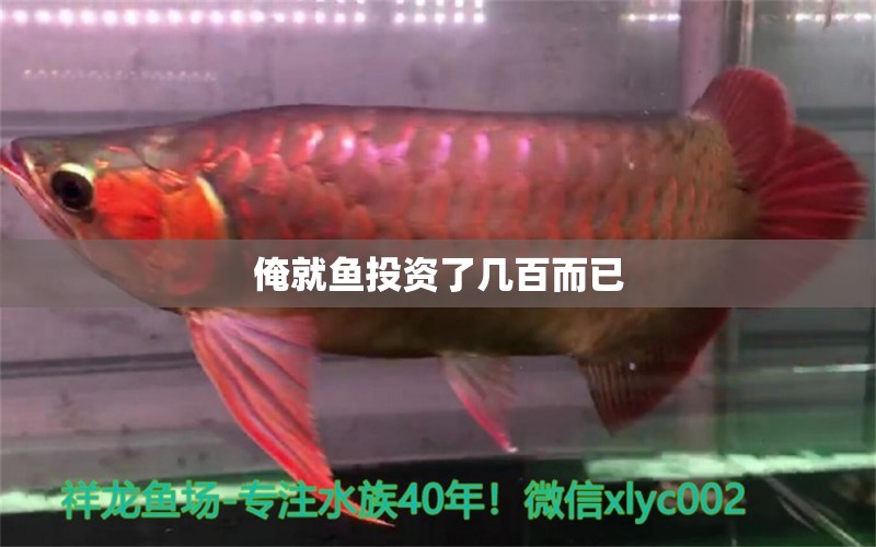 俺就鱼投资了几百而已 祥龙水族护理水