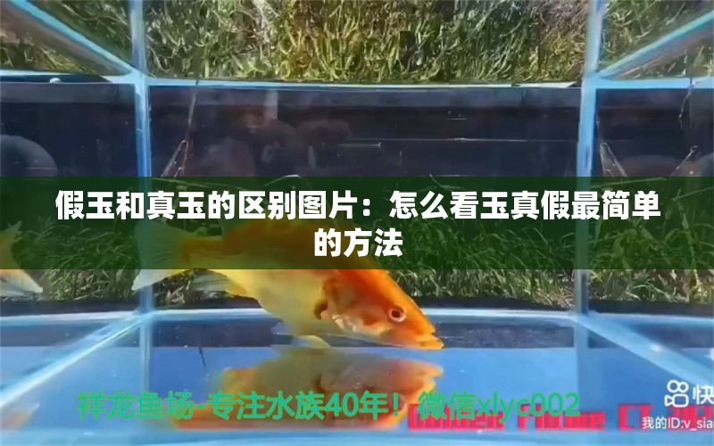 假玉和真玉的区别图片：怎么看玉真假最简单的方法 文玩