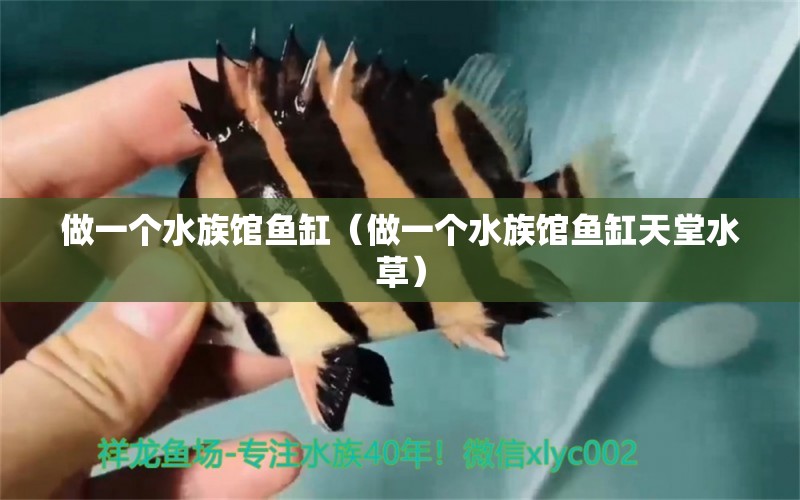 做一个水族馆鱼缸（做一个水族馆鱼缸天堂水草）