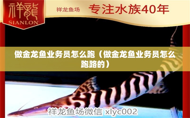 做金龙鱼业务员怎么跑（做金龙鱼业务员怎么跑路的） 祥龙水族医院