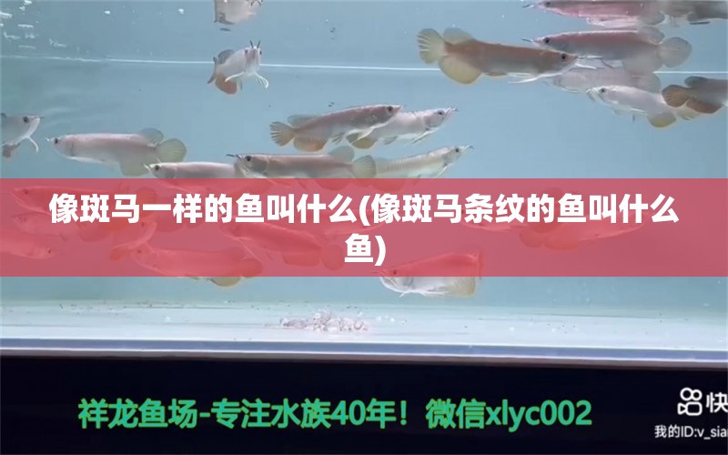 像斑马一样的鱼叫什么(像斑马条纹的鱼叫什么鱼)