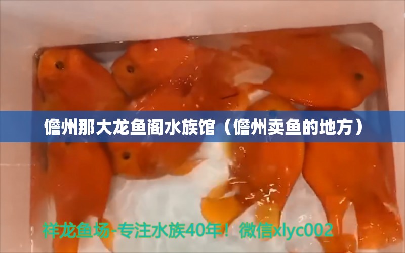 儋州那大龙鱼阁水族馆（儋州卖鱼的地方）