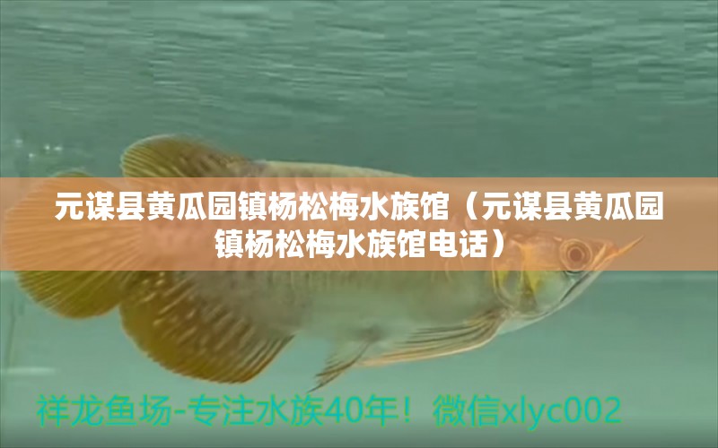 元谋县黄瓜园镇杨松梅水族馆（元谋县黄瓜园镇杨松梅水族馆电话） 全国水族馆企业名录