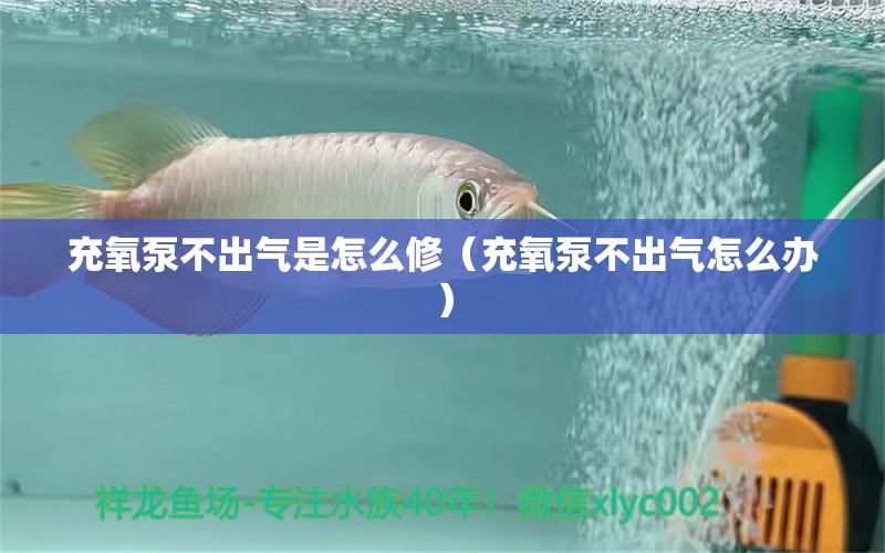 充氧泵不出气是怎么修（充氧泵不出气怎么办） 白写锦鲤鱼 第2张