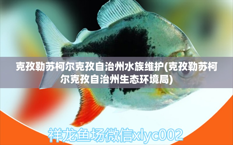 克孜勒苏柯尔克孜自治州水族维护(克孜勒苏柯尔克孜自治州生态环境局) 黑帝王魟鱼