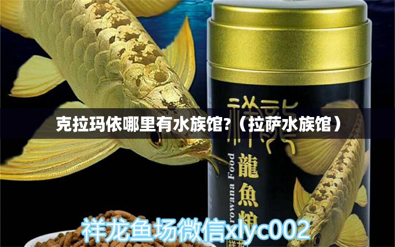 克拉玛依哪里有水族馆?（拉萨水族馆） 黄金鸭嘴鱼 第1张