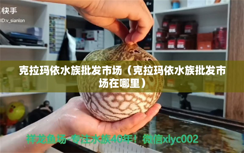 克拉玛依水族批发市场（克拉玛依水族批发市场在哪里） 观赏鱼水族批发市场