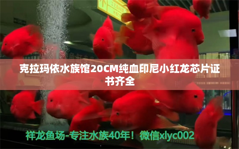 克拉玛依水族馆20CM纯血印尼小红龙芯片证书齐全 印尼小红龙 第2张