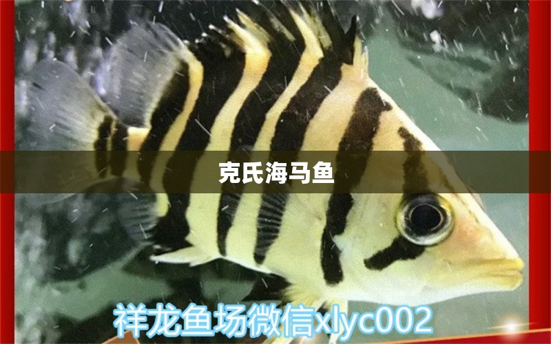 克氏海马鱼