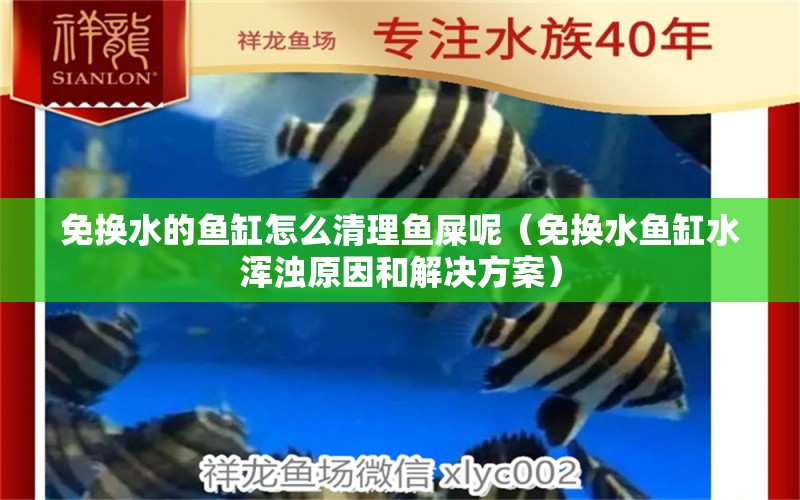 免换水的鱼缸怎么清理鱼屎呢（免换水鱼缸水浑浊原因和解决方案）