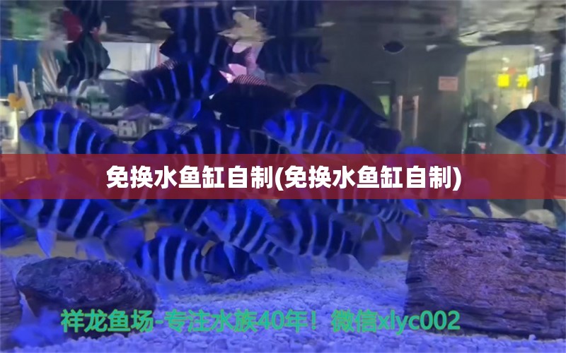 免换水鱼缸自制(免换水鱼缸自制) 定时器/自控系统 第1张