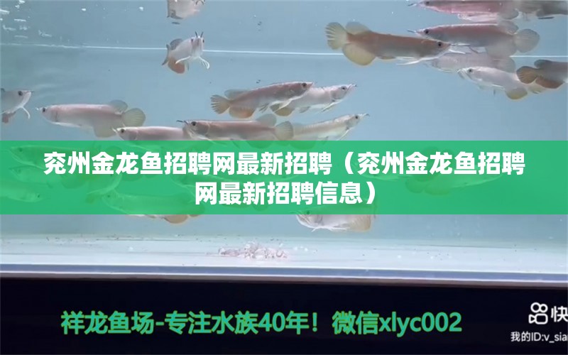 兖州金龙鱼招聘网最新招聘（兖州金龙鱼招聘网最新招聘信息）