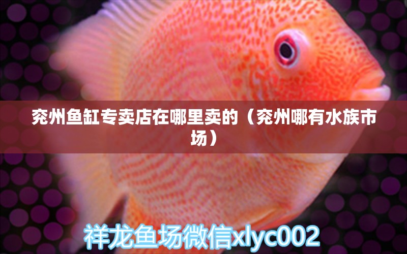 兖州鱼缸专卖店在哪里卖的（兖州哪有水族市场）