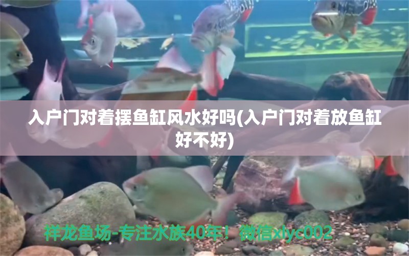 入户门对着摆鱼缸风水好吗(入户门对着放鱼缸好不好) 鱼缸风水