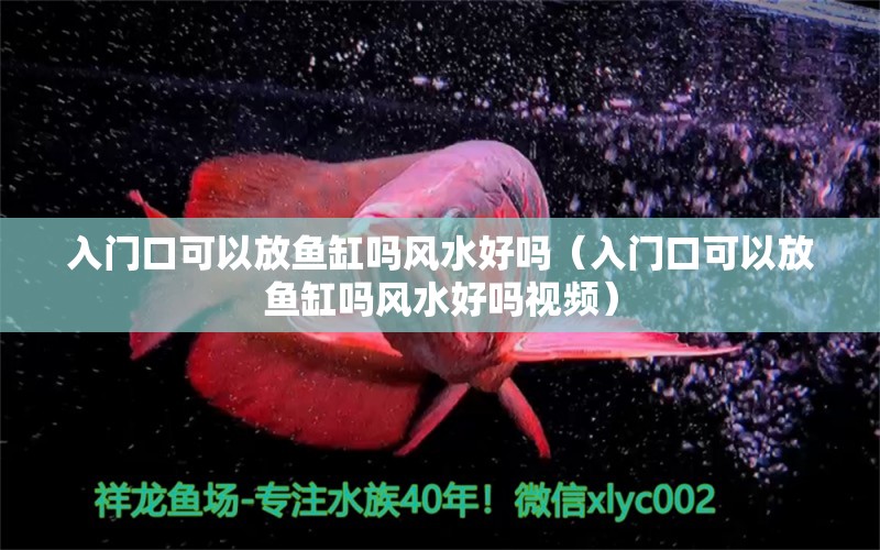 入门口可以放鱼缸吗风水好吗（入门口可以放鱼缸吗风水好吗视频） 鱼缸风水