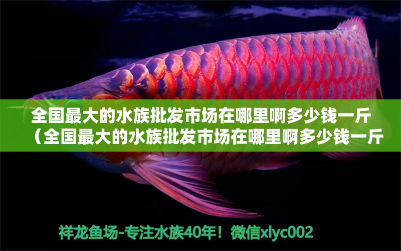 全国最大的水族批发市场在哪里啊多少钱一斤（全国最大的水族批发市场在哪里啊多少钱一斤）