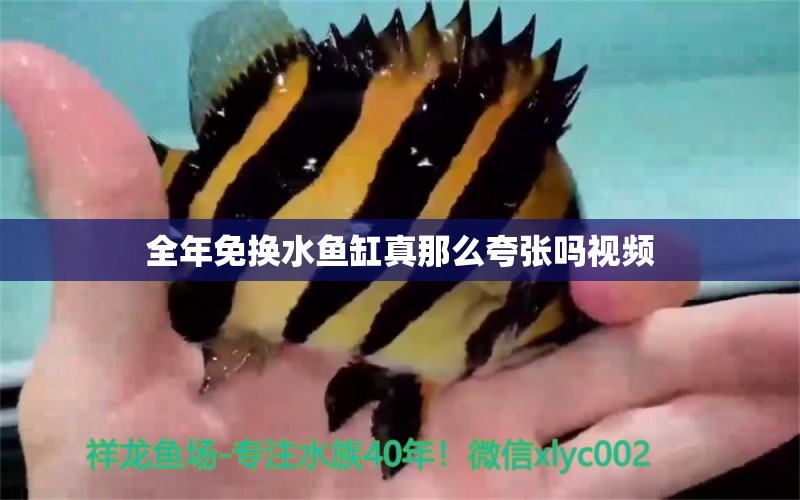 全年免换水鱼缸真那么夸张吗视频 水族问答 第1张