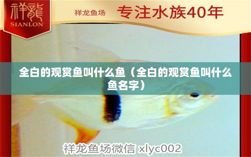 全白的观赏鱼叫什么鱼（全白的观赏鱼叫什么鱼名字） 祥龙水族医院