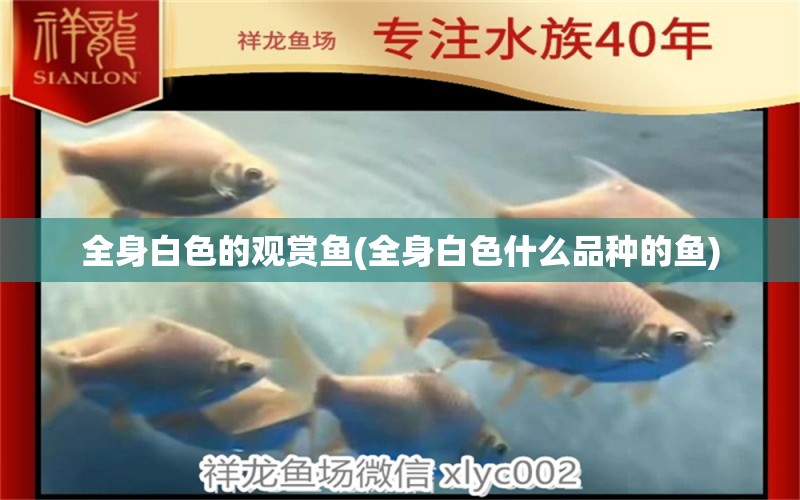 全身白色的观赏鱼(全身白色什么品种的鱼) 祥龙水族医院