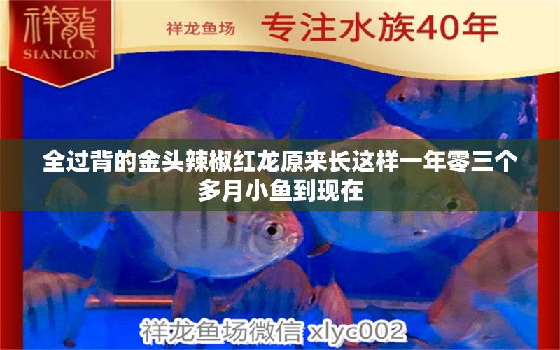 全过背的金头辣椒红龙原来长这样一年零三个多月小鱼到现在 黄金眼镜蛇雷龙鱼