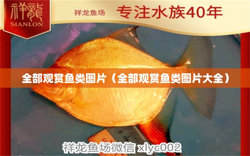 全部观赏鱼类图片（全部观赏鱼类图片大全） 祥龙水族医院