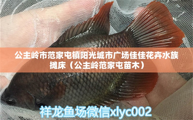 公主岭市范家屯镇阳光城市广场佳佳花卉水族摊床（公主岭范家屯苗木）