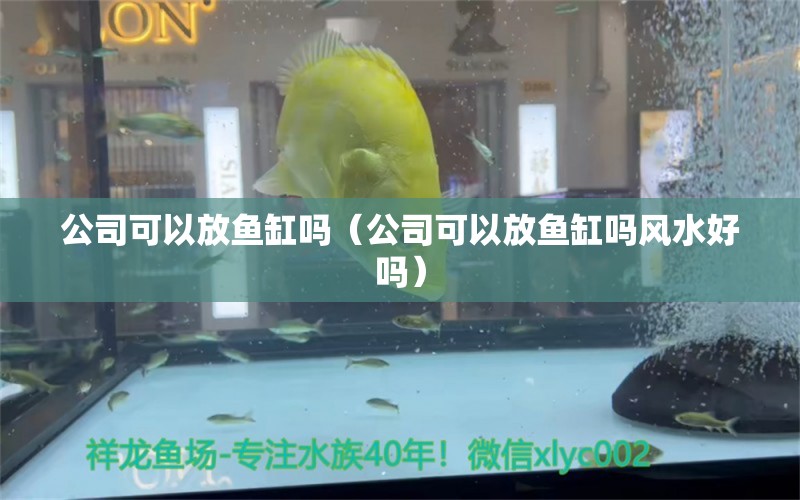 公司可以放鱼缸吗（公司可以放鱼缸吗风水好吗）