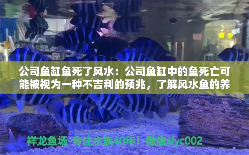 公司鱼缸鱼死了风水：公司鱼缸中的鱼死亡可能被视为一种不吉利的预兆，了解风水鱼的养殖技巧