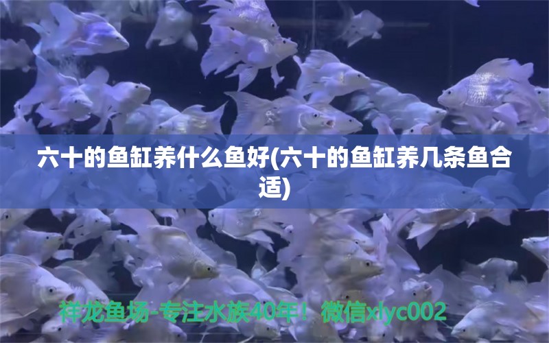 六十的鱼缸养什么鱼好(六十的鱼缸养几条鱼合适) 印尼虎苗 第1张