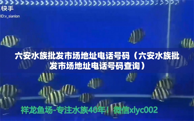 六安水族批发市场地址电话号码（六安水族批发市场地址电话号码查询） 观赏鱼水族批发市场