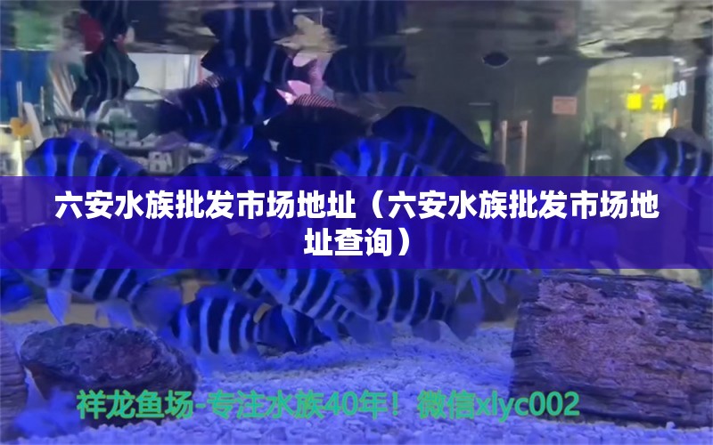 六安水族批发市场地址（六安水族批发市场地址查询） 养鱼知识 第1张