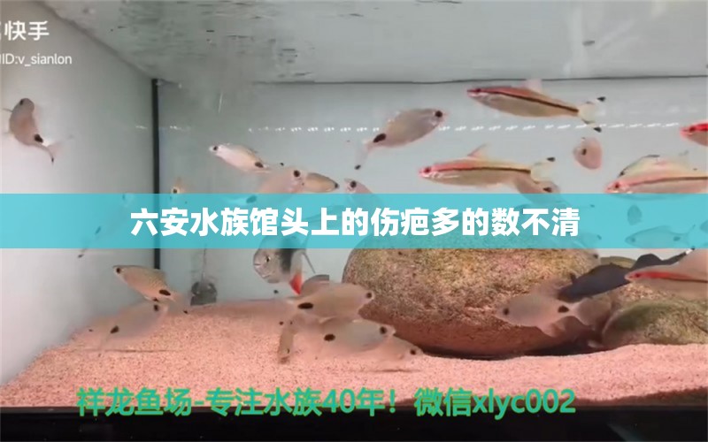 六安水族馆头上的伤疤多的数不清