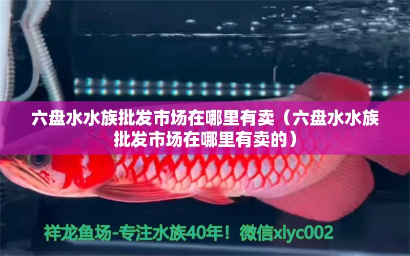 六盘水水族批发市场在哪里有卖（六盘水水族批发市场在哪里有卖的）