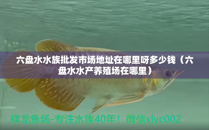 六盘水水族批发市场地址在哪里呀多少钱（六盘水水产养殖场在哪里）