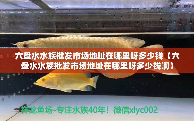 六盘水水族批发市场地址在哪里呀多少钱（六盘水水族批发市场地址在哪里呀多少钱啊） 金龙鱼粮