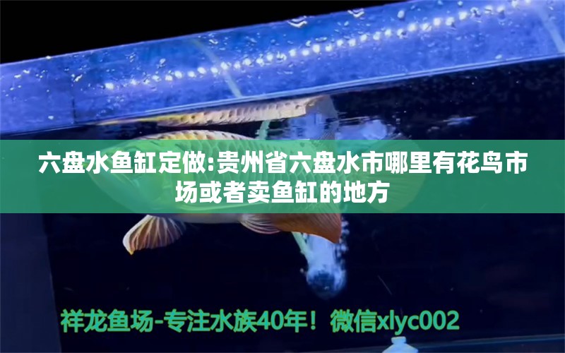 六盘水鱼缸定做:贵州省六盘水市哪里有花鸟市场或者卖鱼缸的地方