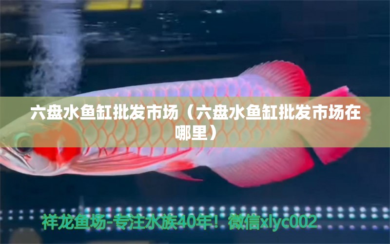 六盘水鱼缸批发市场（六盘水鱼缸批发市场在哪里） 观赏鱼水族批发市场