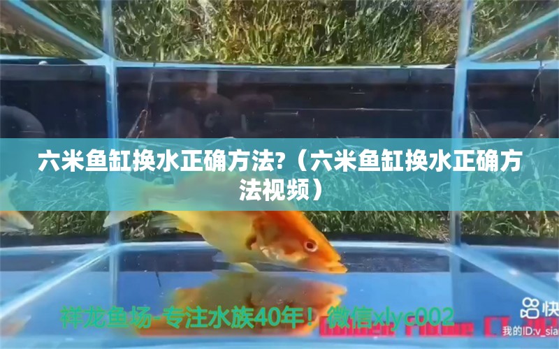 六米鱼缸换水正确方法?（六米鱼缸换水正确方法视频） 鱼缸
