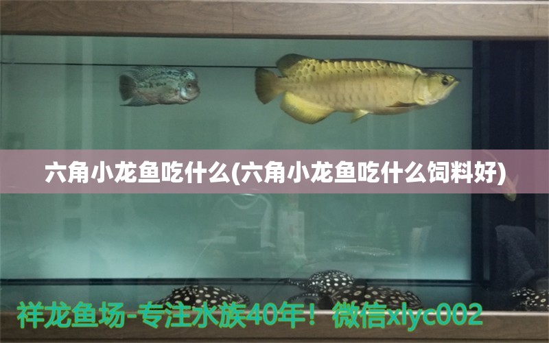 六角小龙鱼吃什么(六角小龙鱼吃什么饲料好)