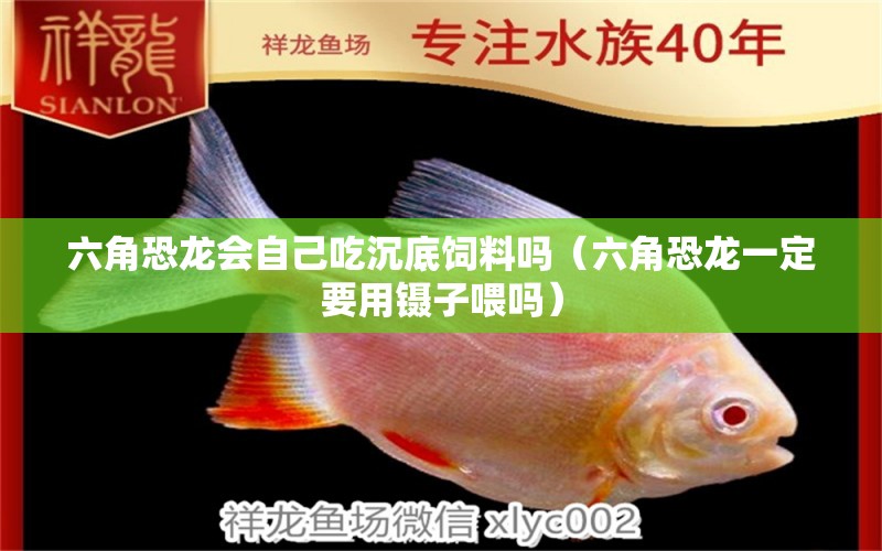 六角恐龙会自己吃沉底饲料吗（六角恐龙一定要用镊子喂吗）