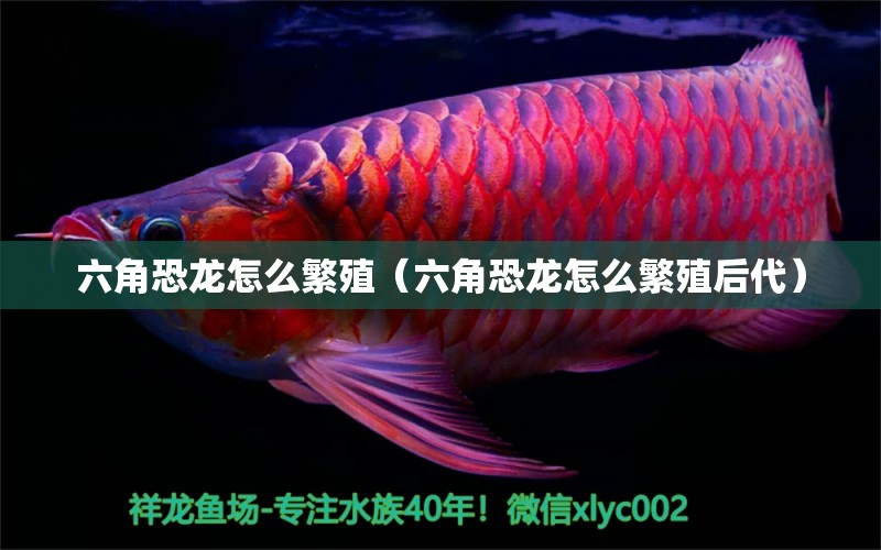 六角恐龙怎么繁殖（六角恐龙怎么繁殖后代） 祥龙水族医院