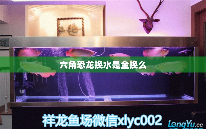 六角恐龙换水是全换么 观赏鱼水族批发市场 第2张