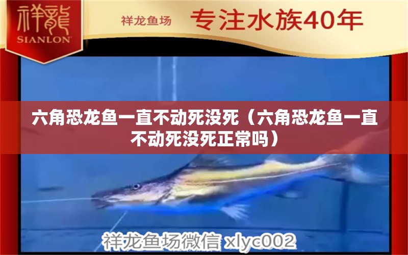 六角恐龙鱼一直不动死没死（六角恐龙鱼一直不动死没死正常吗） 祥龙水族医院