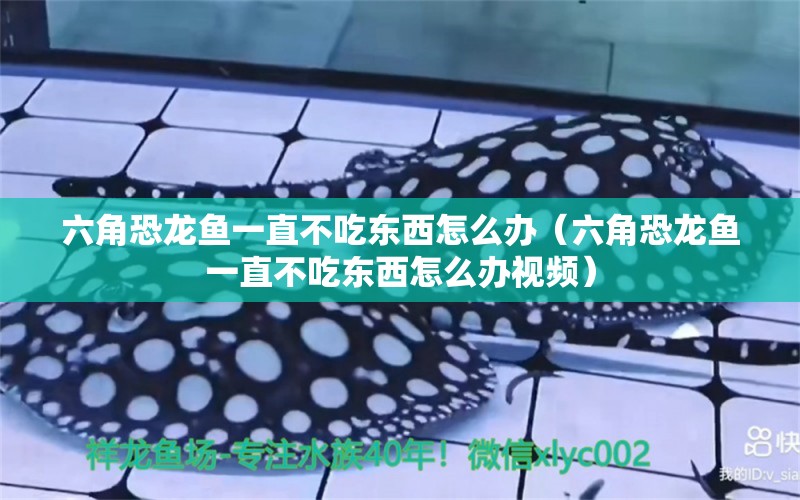 六角恐龙鱼一直不吃东西怎么办（六角恐龙鱼一直不吃东西怎么办视频）