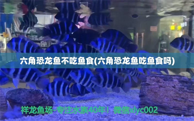 六角恐龙鱼不吃鱼食(六角恐龙鱼吃鱼食吗)