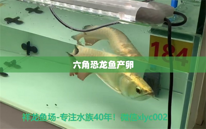 六角恐龙鱼产卵 水族问答 第1张