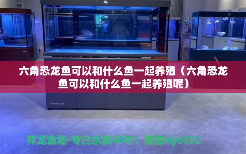 六角恐龙鱼可以和什么鱼一起养殖（六角恐龙鱼可以和什么鱼一起养殖呢） 祥龙水族医院