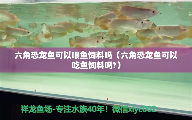 六角恐龙鱼可以喂鱼饲料吗（六角恐龙鱼可以吃鱼饲料吗?） 虎斑恐龙鱼