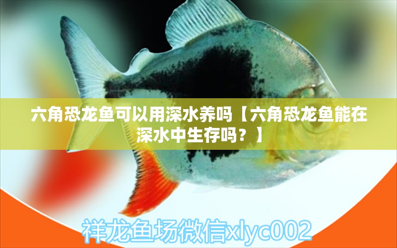 六角恐龙鱼可以用深水养吗【六角恐龙鱼能在深水中生存吗？】