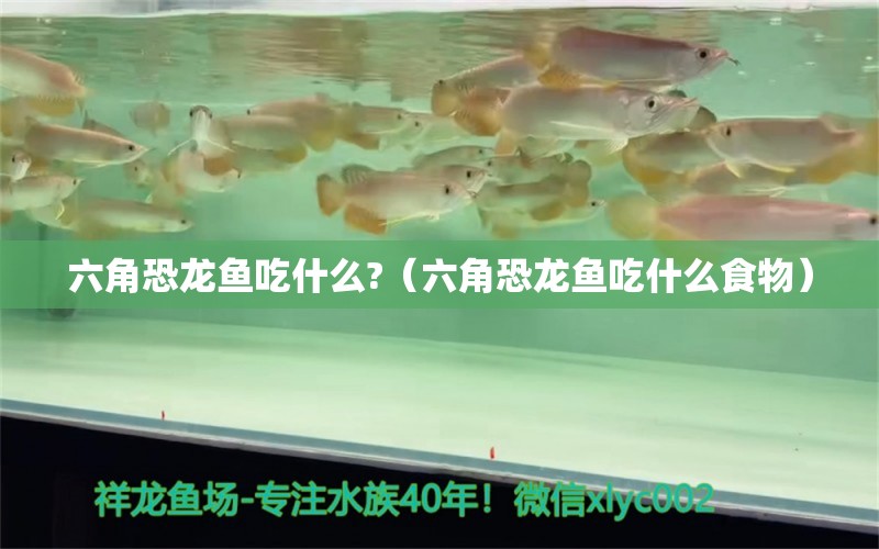 六角恐龙鱼吃什么?（六角恐龙鱼吃什么食物） 祥龙鱼场